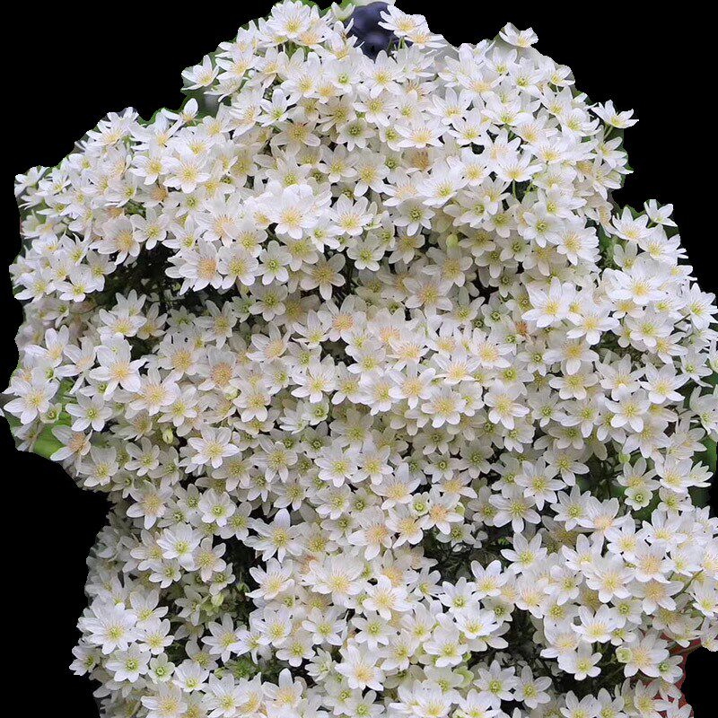【银币】1.5加仑n铁线莲阳台庭院地载盆栽爬藤花卉植物四季开花