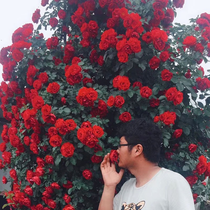 欧月藤本月季花苗特大r花 浓香玫瑰爬藤蔷薇庭院攀援花卉