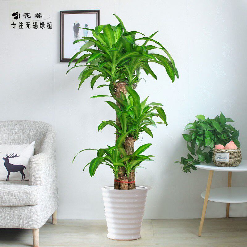 巴西木盆栽金心巴西铁树绿植盆景客厅室内办公室大型Y植物无锡送