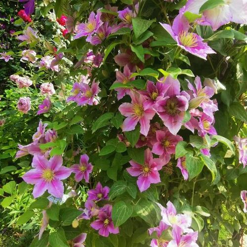 【美登丽】1.5加仑铁线莲阳台庭D院地载盆栽爬藤花卉植物四季开花