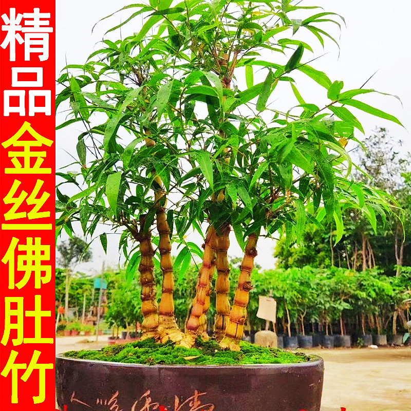 葫芦竹金丝佛肚竹罗汉竹苗矮化竹子苗佛竹L密节竹大肚子竹四季常