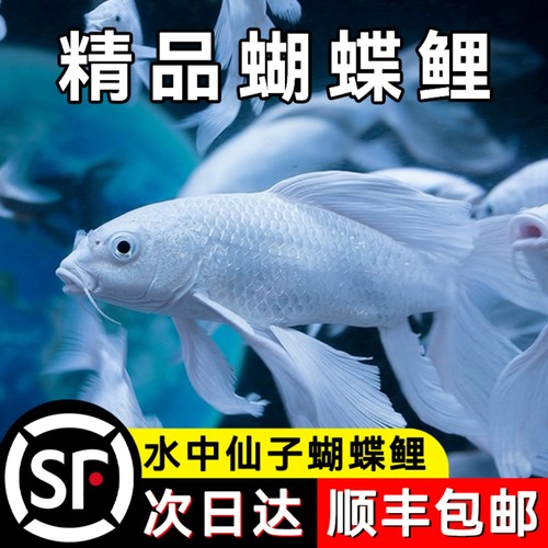 台湾狮子头蝴蝶鲤纯种石膏白锦鲤
