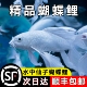 台湾纯种普身白蝴蝶锦鲤观赏鱼大鳍大尾冷水鱼好养耐活包活到家