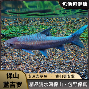保山蓝吉罗洪崩河异口吉罗鱼保山新光唇大鳞结鱼淡水观赏原生鱼苗