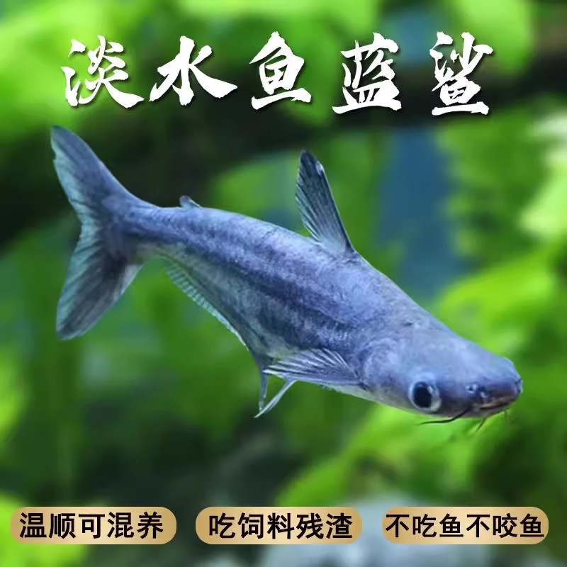 淡水鲨鱼虎鲨观赏鱼蓝鲨白化鲨鱼