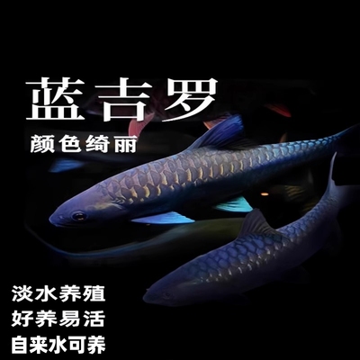 保山异口蓝吉罗冷水鱼观赏鱼