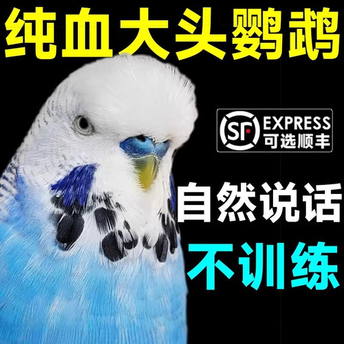纯手养亲人上手虎皮云斑