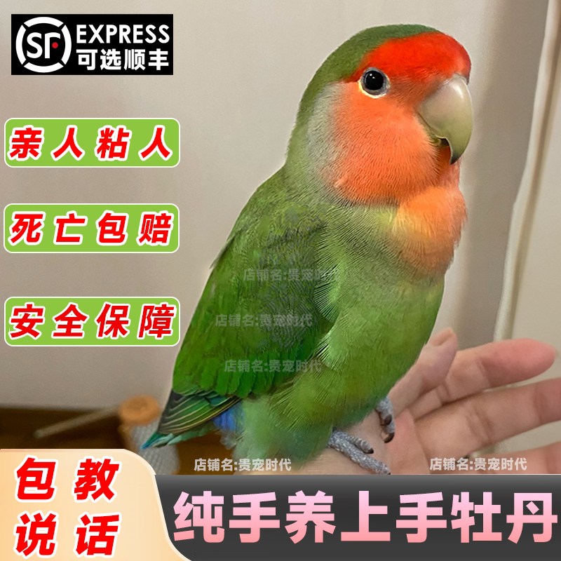 【纯种认证】纯手养亲人粘人牡丹
