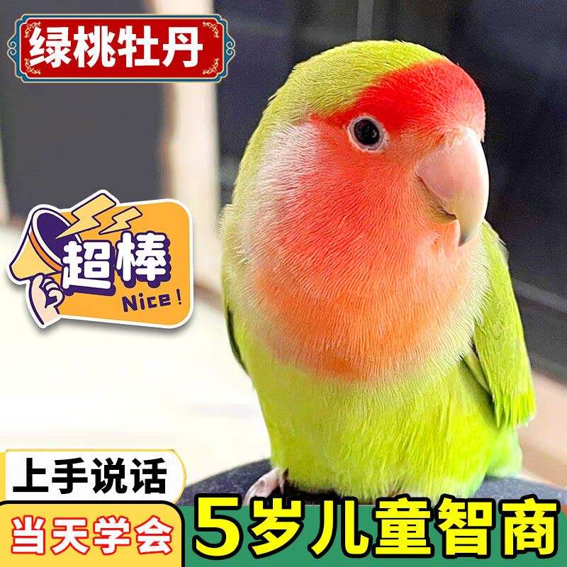 牡丹鹦鹉活鸟会说话黄桃绿桃紫罗兰亲人上手纯手养宠物鸟公母繁殖