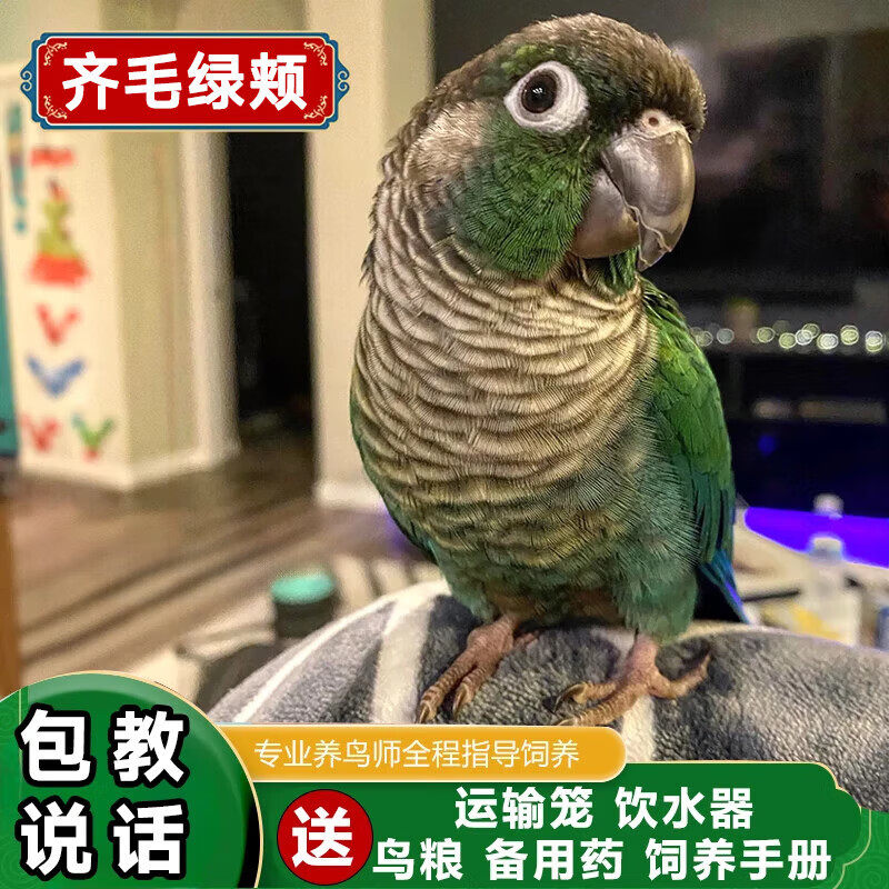 纯手养小太阳鹦鹉合法粘人上手