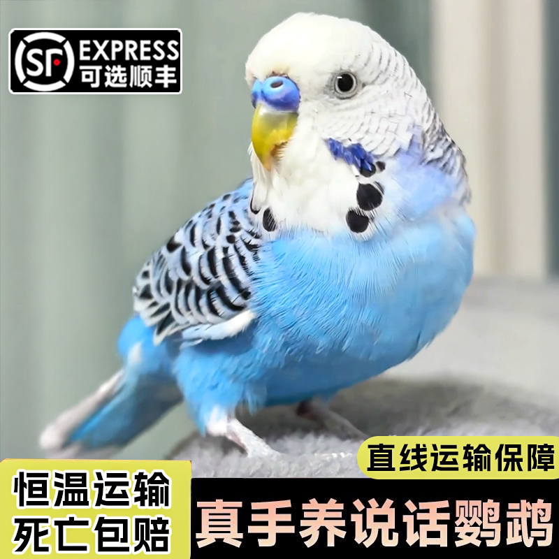 虎皮鹦鹉手养可上手小型宠物