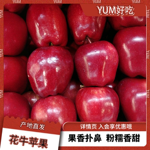 甘肅天水花牛蘋果新鮮水果刮泥沙蘋果粉面甜寶寶輔食