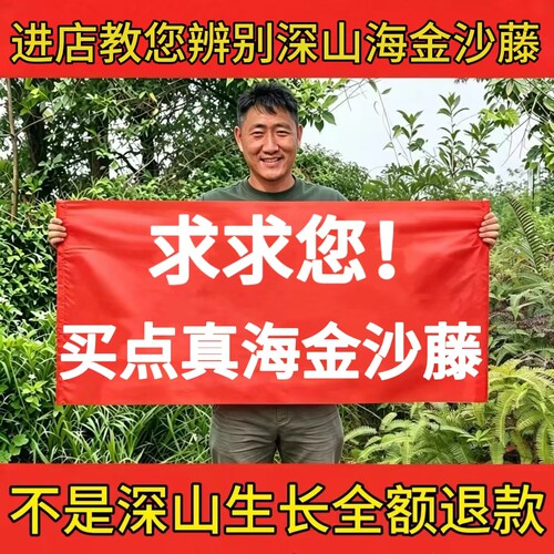 深山海金沙藤中药材干货煮水代茶