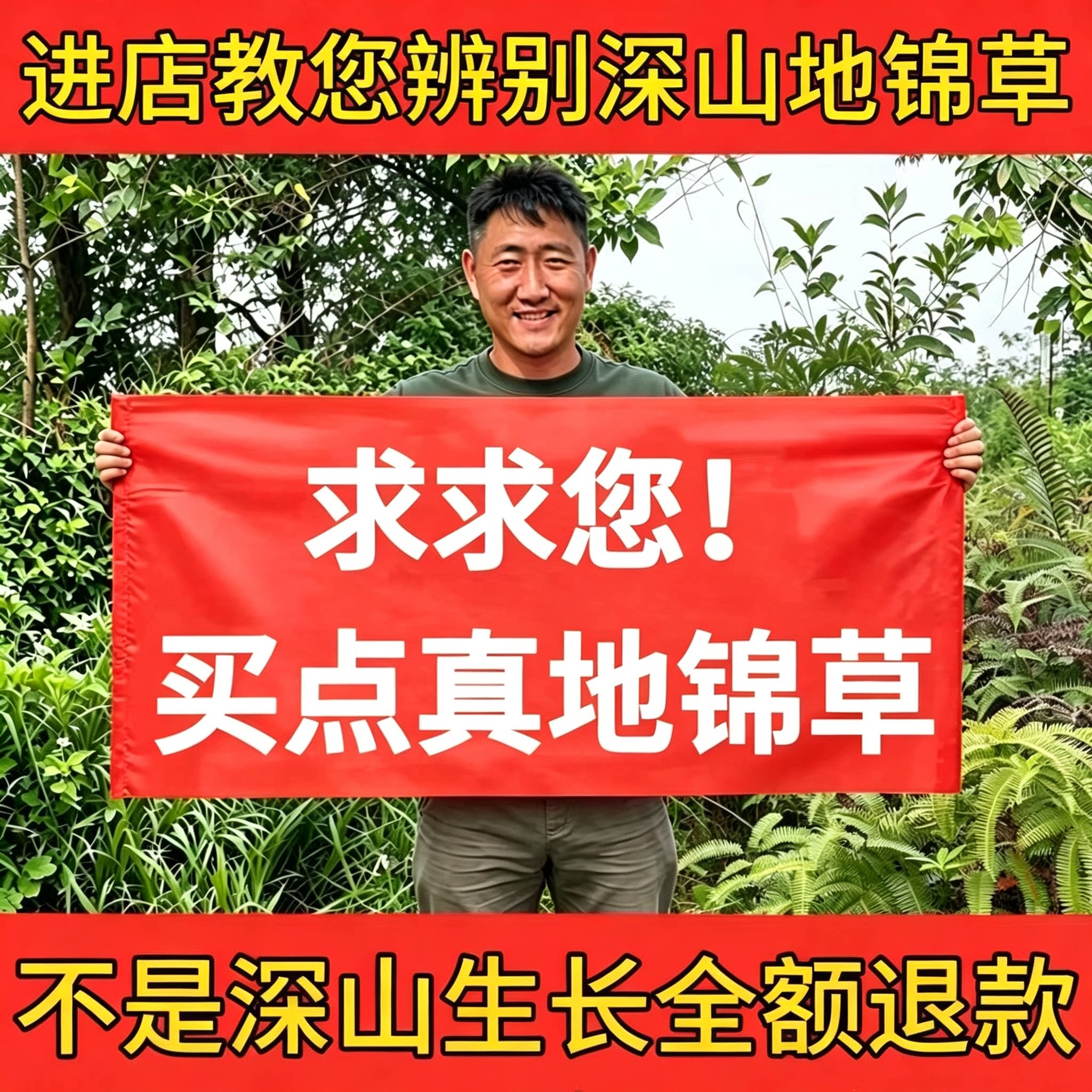 深山野地锦草中药材500g克生斑地锦草花盖地血见愁红丝草奶汁浆草