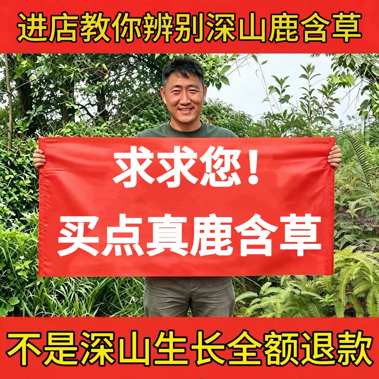 中药材新货无硫正品野鹿晗草鹿衔草蹄草鹿含草鹿寿草纸背生金牛草