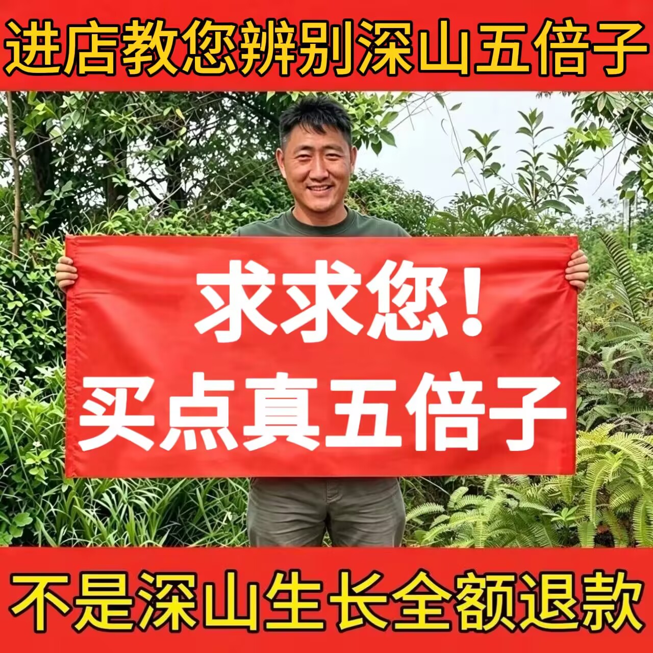 野五倍子正品中药材整个生角倍蛇床子磨五倍子粉五贝子百虫仓肚倍