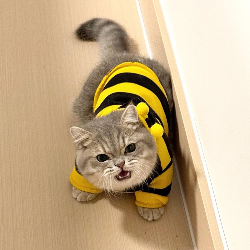 猫咪衣服秋冬款小蜜蜂卫衣春秋衣服卡通装布偶英短狗狗衣服保暖