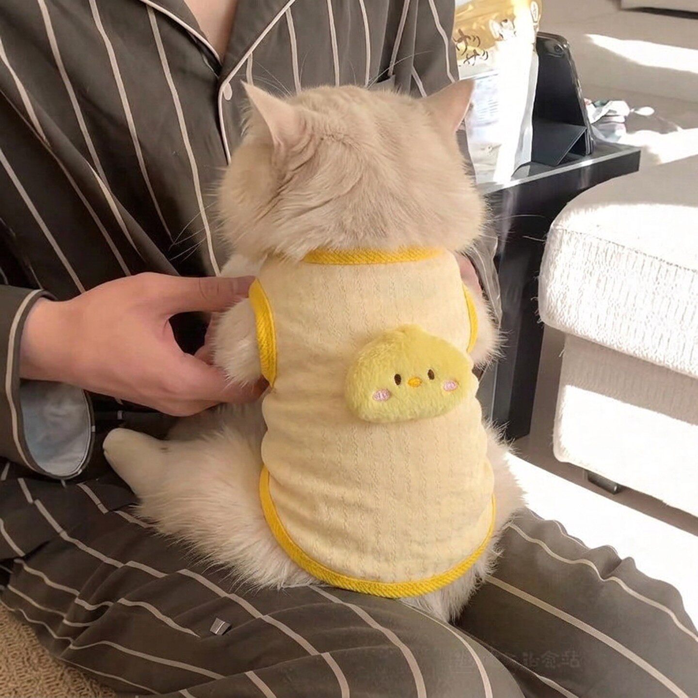 小猫咪衣服0到3个月幼猫超小德绒秋冬款保暖小奶猫防掉毛奶狗背心