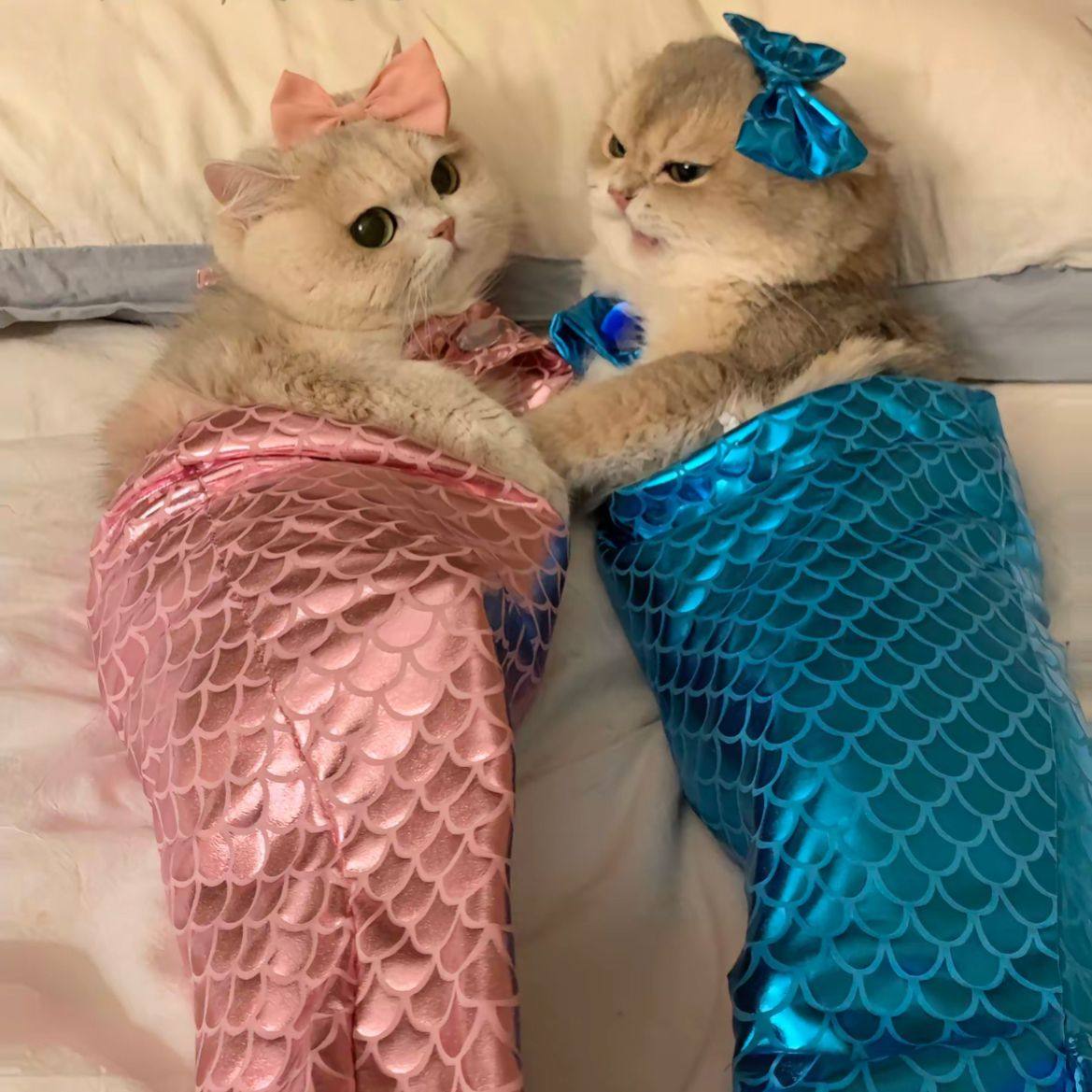 猫咪美人鱼尾巴宠物鱼尾装饰搞怪拍照道具连体搞笑宠物服装造型