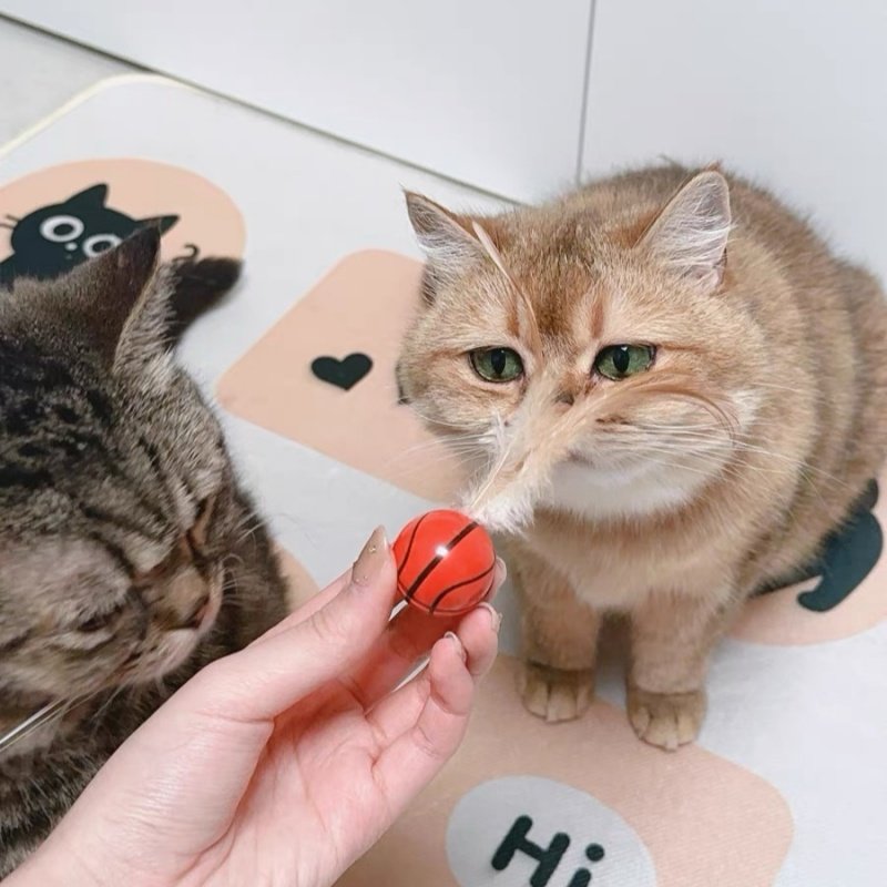 猫咪玩具羽毛弹力球小猫狗狗上瘾运动球宠物用品耐咬自嗨解闷神器,宠物/宠物食品及用品,逗猫棒,淘宝优惠券,粉丝福利购,淘宝优惠卷