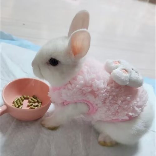 超小兔子衣服秋冬装保暖加绒背心