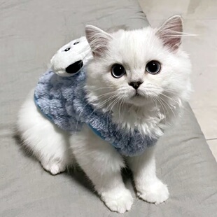 幼猫小奶猫小猫小体比熊泰迪幼犬小奶狗衣服超小冬款加厚1个2个月