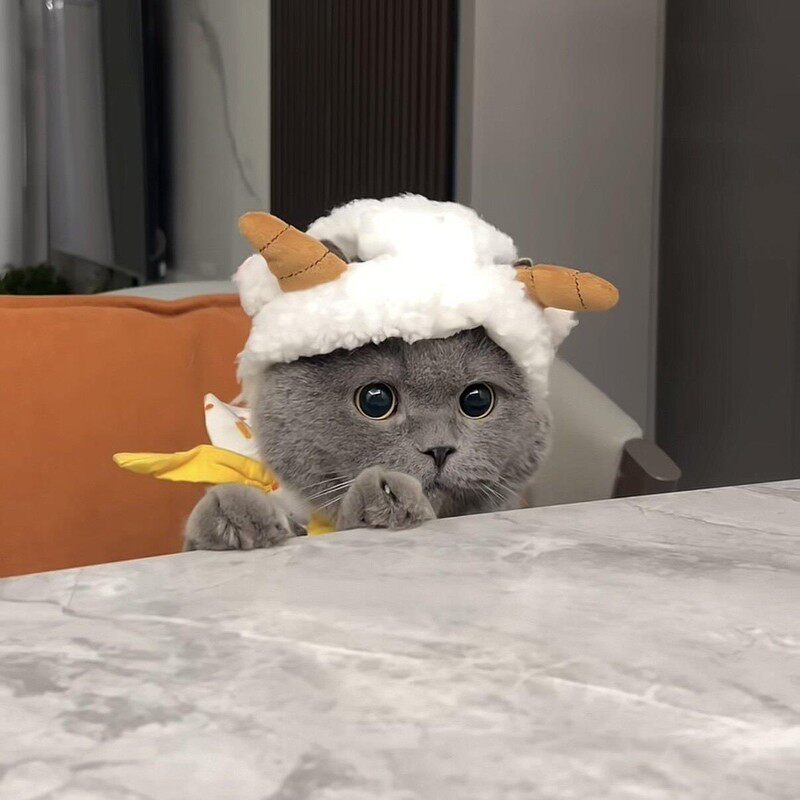 猫咪小羊头套秋冬保暖拍照