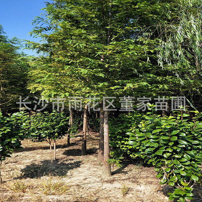 基地批发工程苗水杉水杉树行道树水杉工程绿化苗木批发供应