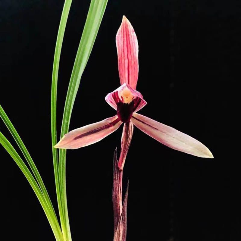 带花苞兰花【腾越红素】浓香型盆栽室内兰花懒人花卉大全