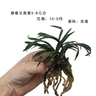 荷瓣兰矮种浓香新种好养盆栽