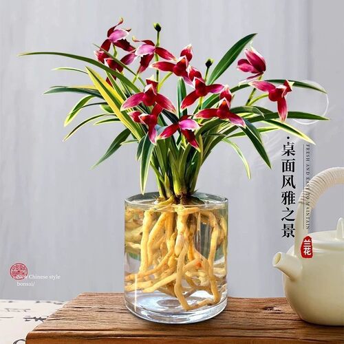 建兰盆栽金边矮种兰花苗【年年红】室内外花卉阳台庭院绿植物