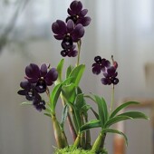 懒人好养浓香型水培石斛兰花漂亮室内盆栽水养阳光绿植