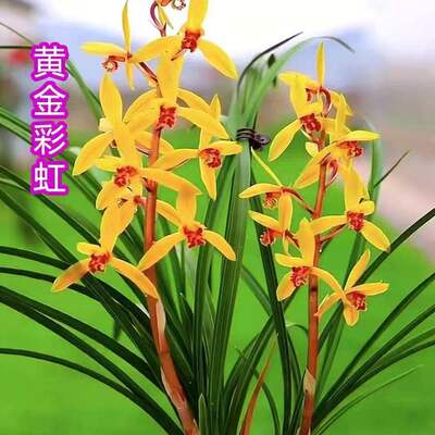 浓香型花苞新品蕙兰黄金彩虹花苗