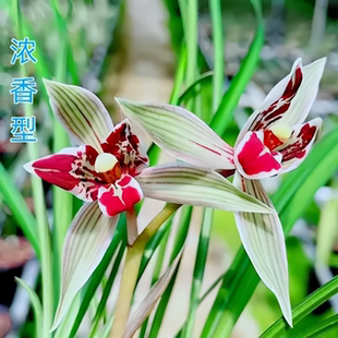 即将上花春兰名品奇花【红星娘】矮种兰花苗草本花卉大全兰草好养