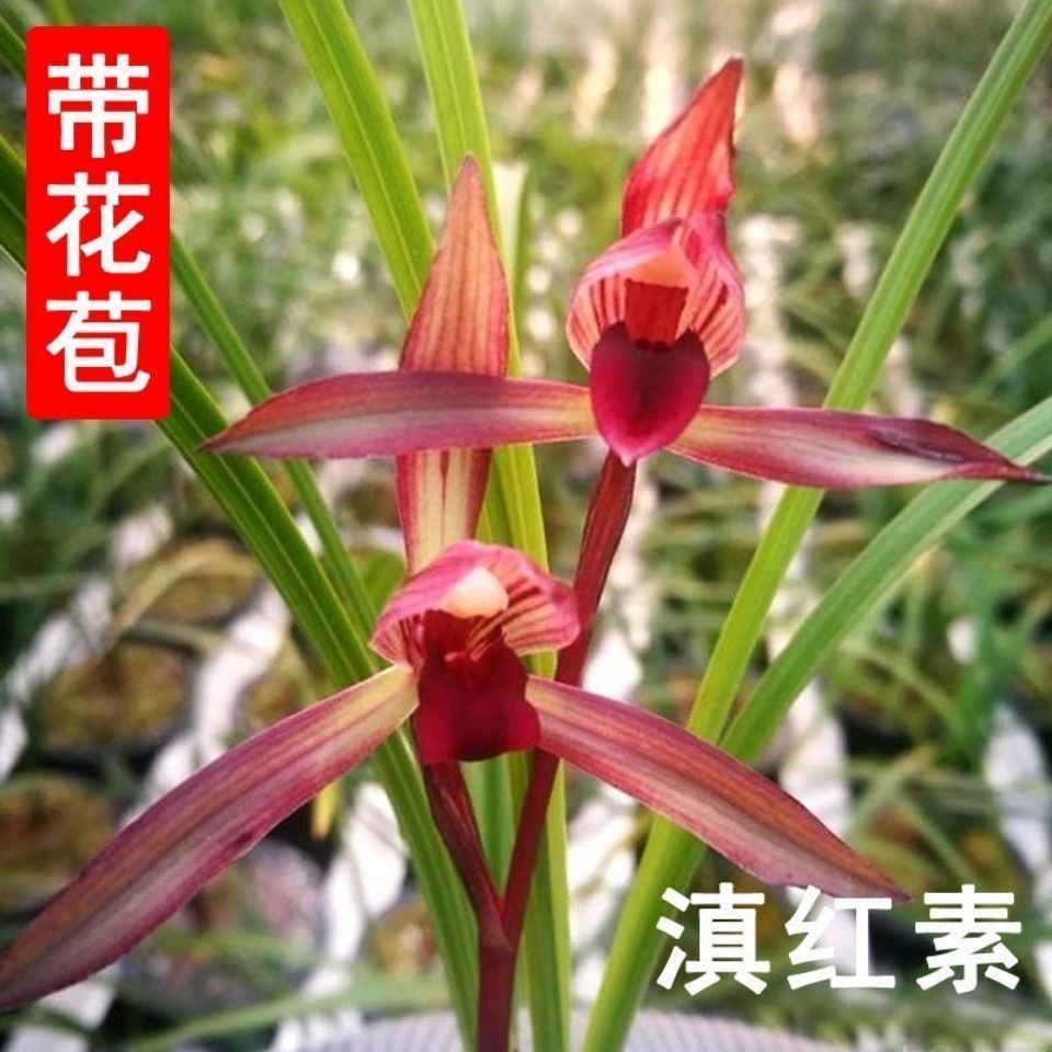 滇红素春兰名品名贵兰花苗