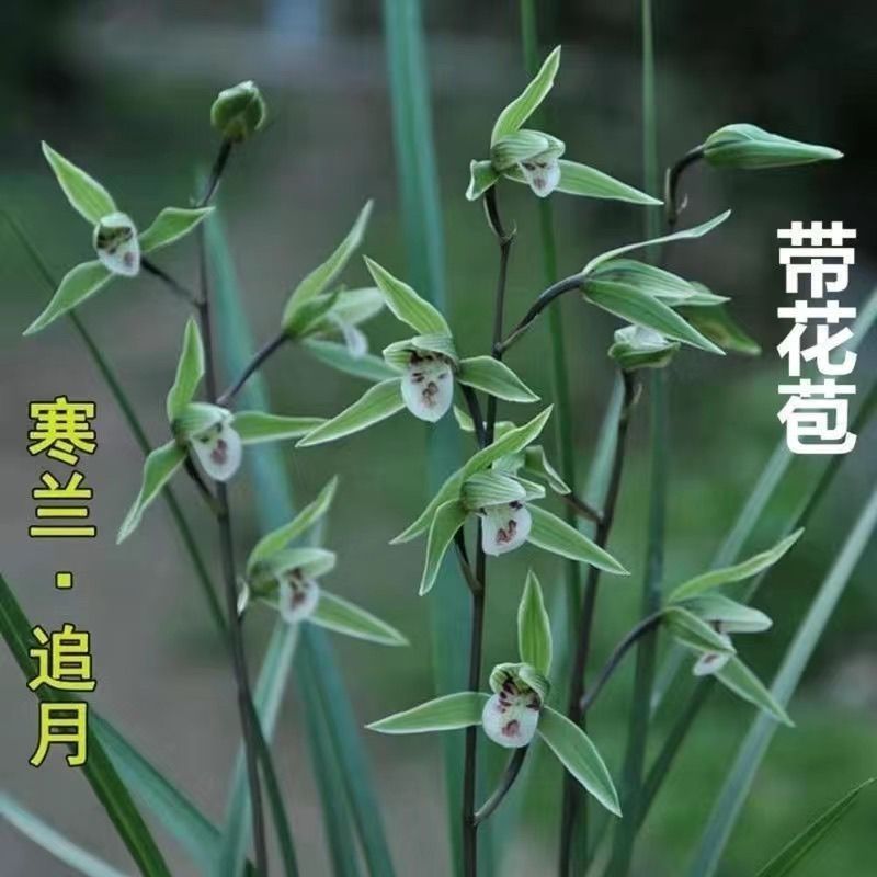 兰花带花苞盆栽高档浓香型寒兰花苗【追月】室内外绿植花卉大全