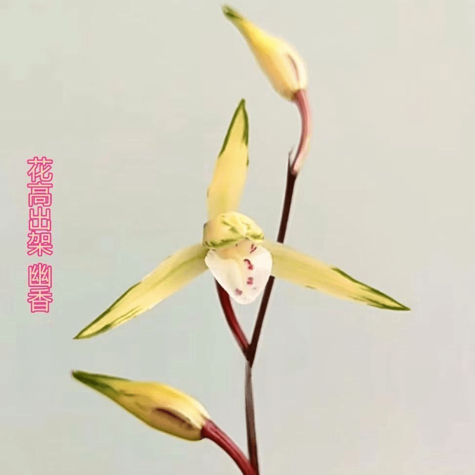 即将开花新品兰花苗【黄金万两】春兰客厅室内外绿植懒人盆栽花卉