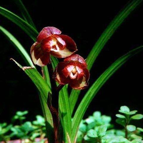 带花苞矮种好养花卉开花浓香型【红荷】室内铭品高档花卉大全盆栽