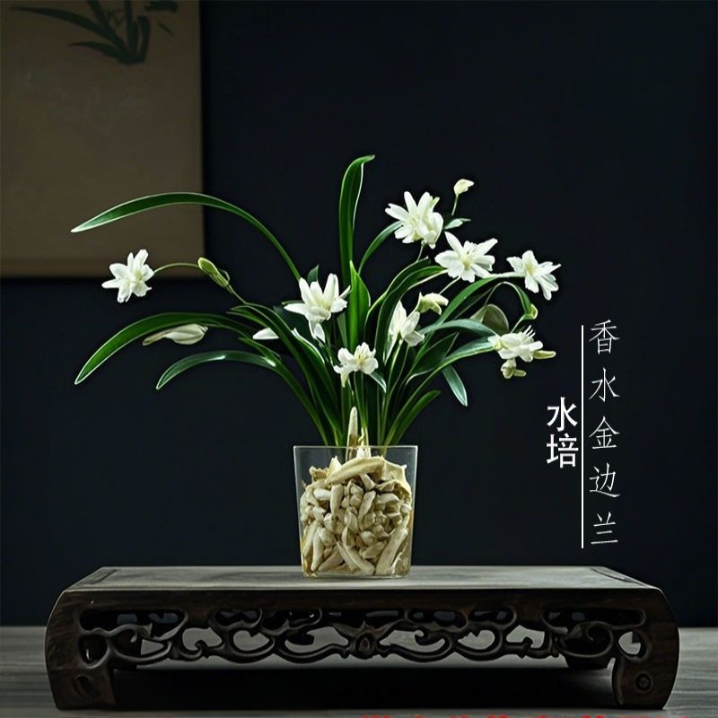 水培香水金边兰花苗室内绿植花卉浓香型好养常绿懒人水培植物水养