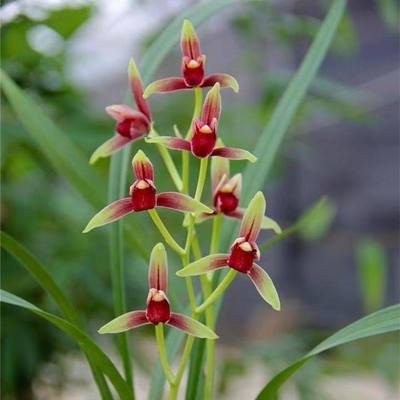 6-11浓香型花苞兰花建兰国魂花卉