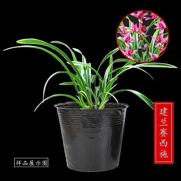 金边兰花室内绿植花卉阳台办公室当年开花好养开花浓香型懒人