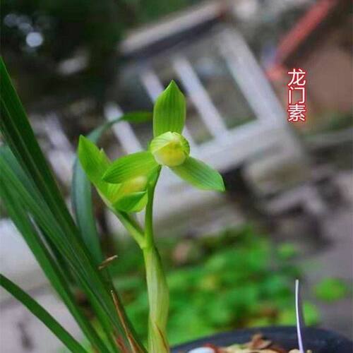 浓香型将上开花花苗新品龙门内外