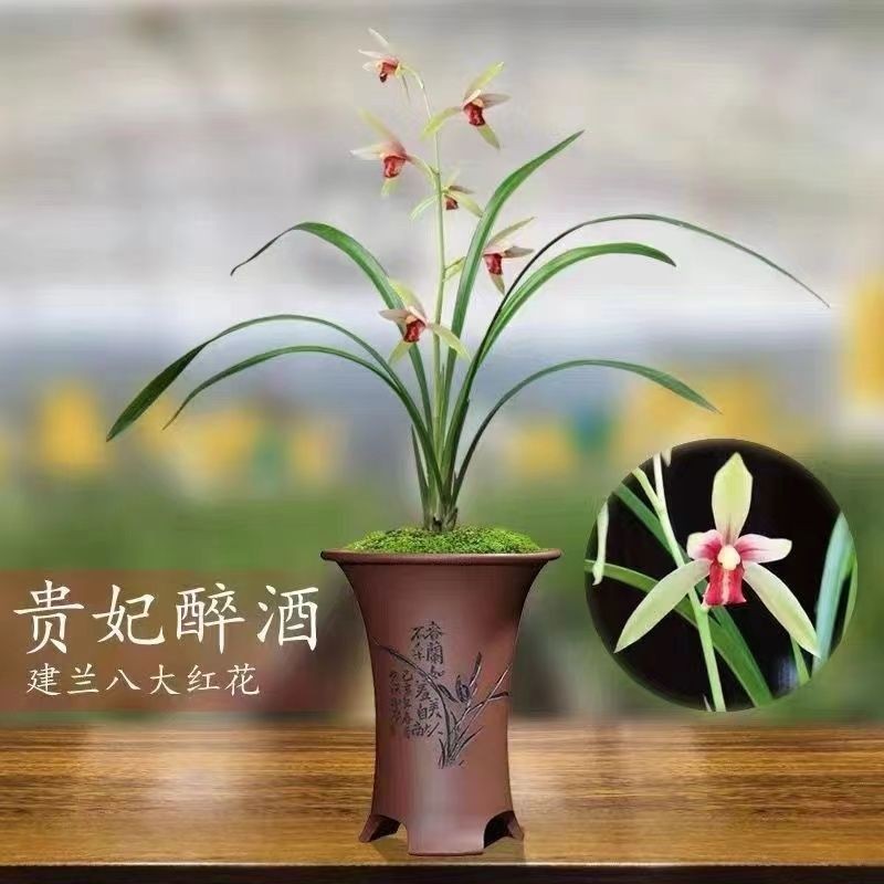 6-11月带花苞建兰【贵妃醉酒】网红兰花室内外花卉越冷花越上色