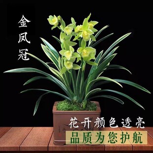 兰花金凤冠矮种金边建兰室内浓香型阳台开花当年花卉植物盆栽绿植