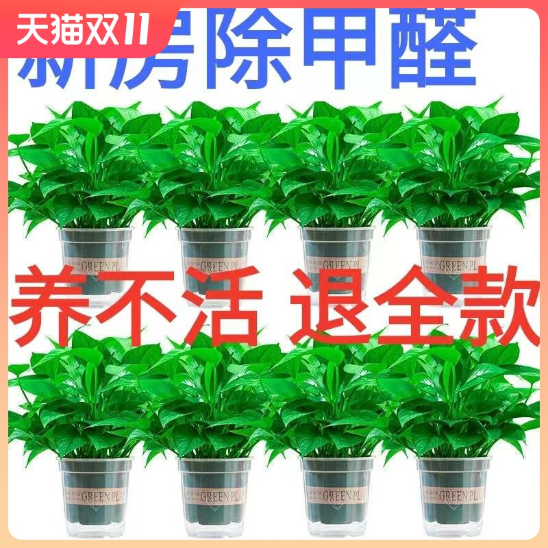 绿萝盆栽室内好养花卉新房吸除甲醛热带大叶绿箩迷你桌面绿植长藤