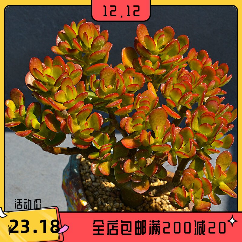 小叶玉树盆栽姬红花月精品老桩盆景花卉室内绿植大珠好养多肉植物
