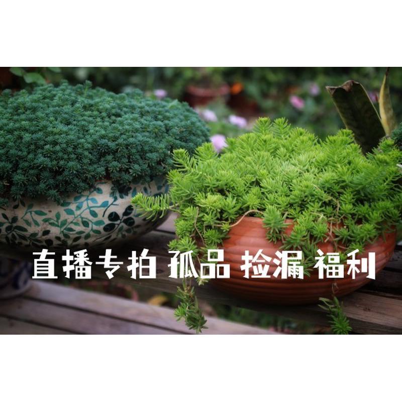 手工陶盆 花园 摆件福利 孤品捡漏 直播专拍链接（不参加满减）