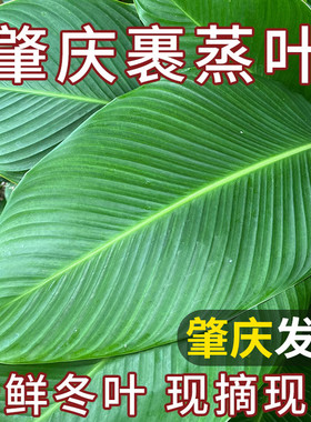 广东大号粽叶冬叶野生新鲜现摘肇庆裹蒸粽肉粽叶包粽子叶非广西叶