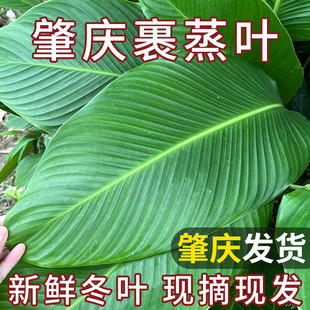广东大号粽叶冬叶野生新鲜现摘肇庆裹蒸粽肉粽叶包粽子叶非广西叶