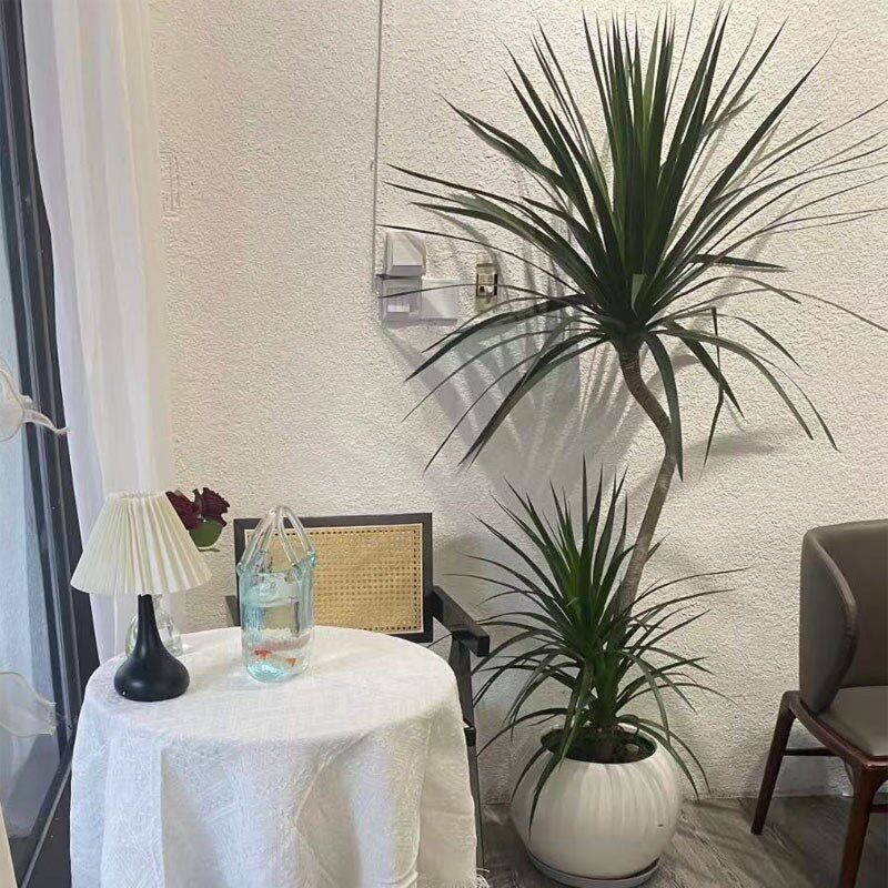 造型龙血树客厅绿植室内大型盆栽办公室植物好养R活净化空气龙须